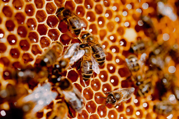 Bees on honeycomb

