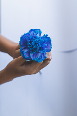 Blue flower on a white background in the hands of a child.