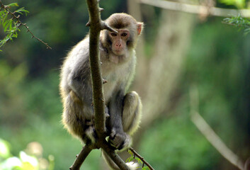 Fototapeta premium japanese macaque sitting on a tree