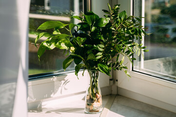 Green branches in a vase with stones. The vase is on the window.