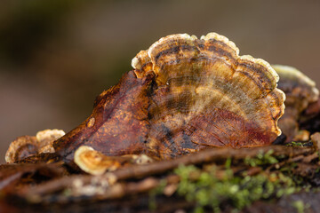 Hojarasca