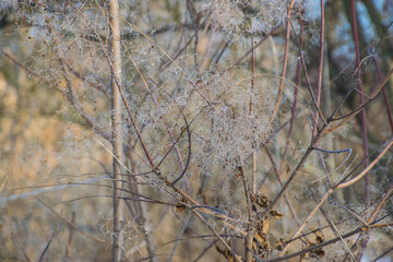 Beautiful openwork dry inflorescences in the winter forest.