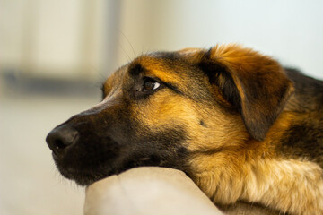 thoughtful muzzle of a dog