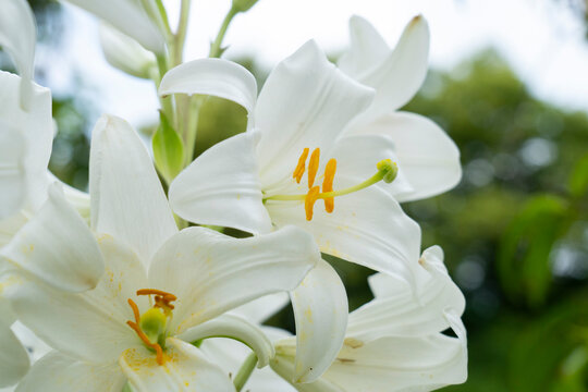 White lilium flowers (Lilium candidum, the Madonna lily). Close up photo.