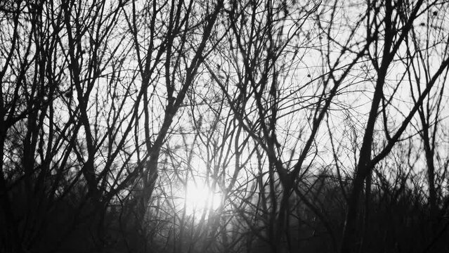 Beautiful unsual sunny sunset natural black and white 4k stock video background. Bright sunset sun shining brightly through bare branches of winter trees isolated on sunny sun set sky background