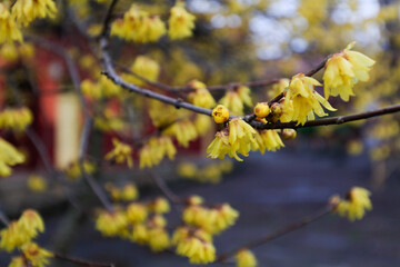 The blooming plum blossoms,Winter and spring background photos