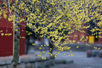 The blooming plum blossoms,Winter and spring background photos