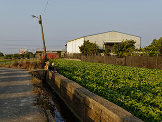 Vegetable Farm beside a house, asia