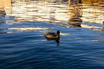 blässhuhn ente im schweizer bielersee