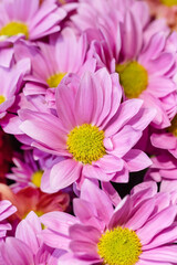 Closeup view of beautiful blooming chrysanthemum flowers