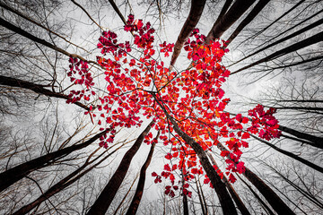 Colorful red leaves on winter trees seen from below