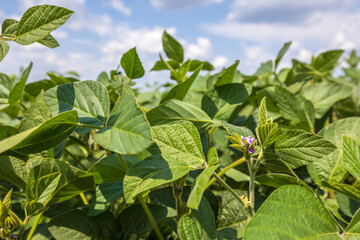 Green Soy Field closeup. Soybean Crop in Field. Background of Ripening Soybean. Rich Harvest Concept. Agriculture, Nature and Agricultural land. Soybeans in sun rays close up. Farm. Soybean Bloom. - 486707719
