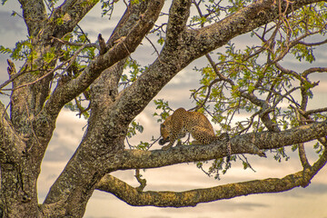 Tanzania, Serengeti park – Jaguar.