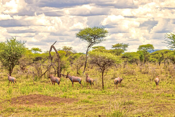 Tanzania, Serengeti park – Antelope Impala.