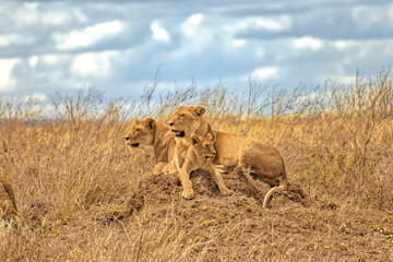 Tanzania, Serengeti park – Lion.
