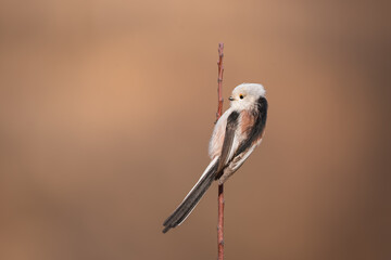 Single cute long-tailed tit bird sitting on the branch