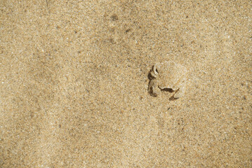 Little crab underwater on the shore