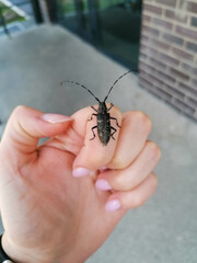 bug on a hand
