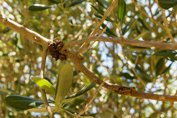 Close up of bump on the infected olive tree branch, olive knot disease caused by the pathogen...