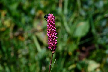 red and yellow flower