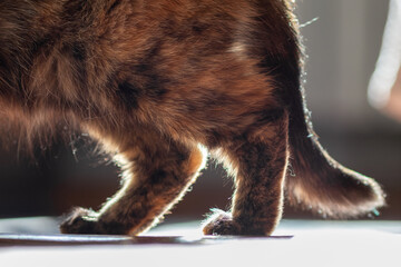 The hind legs of a domestic cat walking around the room. Painful joints of an old cat