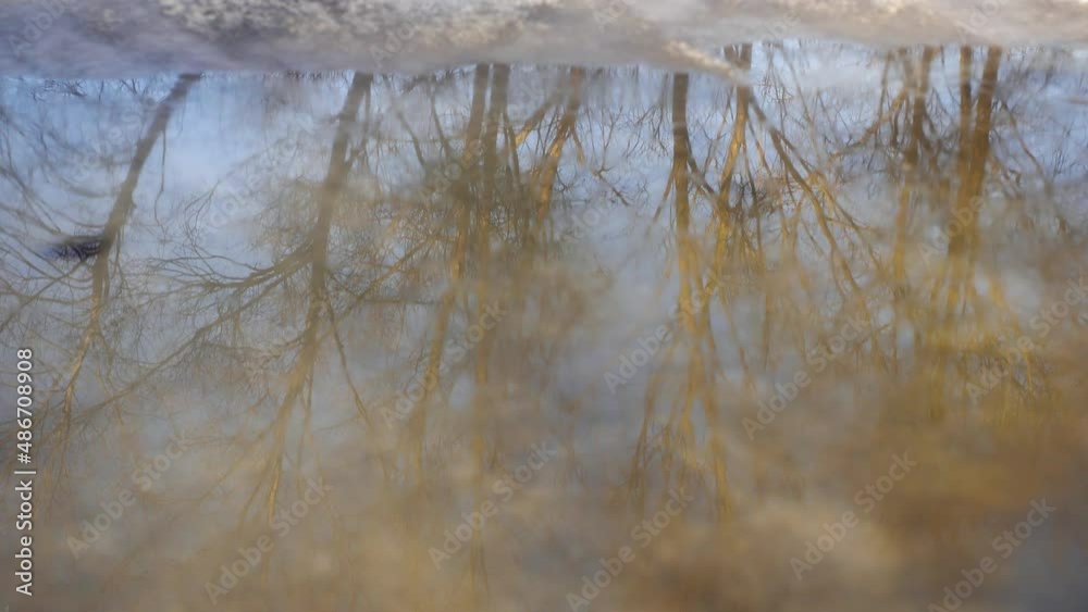Wall mural reflections of brown winter trees on calm surface of puddle made with melting snow. branches of tree