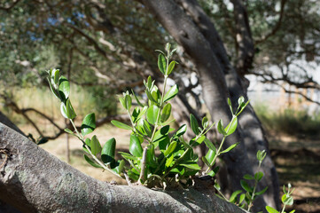 Young olive branches sprouted on the old branch, detail on Olea Europaea, olive cultivar from Dalmatia, Croatia