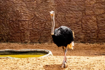 Fotobehang ostrich © Kdu Oliveira