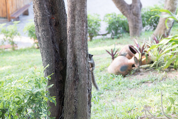squirrel in its natural habitat in the autumn forest. Portrait of a squirrel close up
