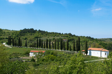 Beautiful scenery with cypress tree line and a road, with Church of St Mary in the hill town Oprtalj in Istria, Croatia