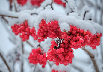 red berries in snow