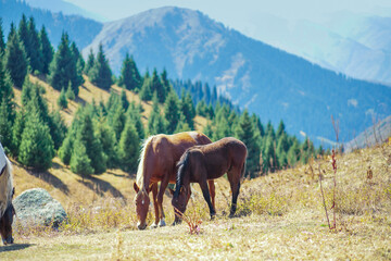A brown horse with his foal graze in the mountains of the Trans-Ili Alatau