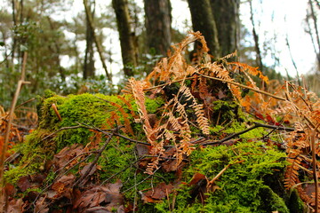 moos on a tree close up
