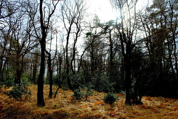 Dark forest in winter