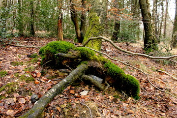 Geocaching in Nature and finding a treasure