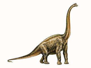 Diplodocus dinosaur