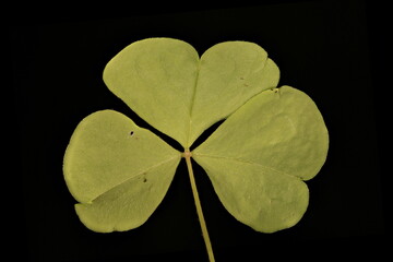 Wood Sorrel (Oxalis acetosella). Leaf Closeup