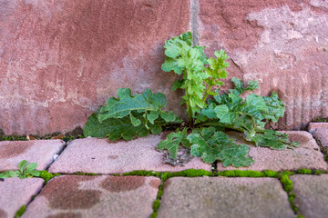 weeds in front of a house wall