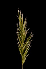 Sweet Vernal Grass (Anthoxanthum odoratum). Inflorescence Closeup