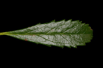 Umbellate Wintergreen (Chimaphila umbellata). Leaf Closeup