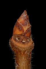 White Elm (Ulmus laevis). Terminal Bud Closeup