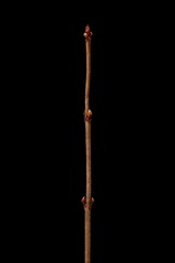 Guelder Rose (Viburnum opulus). Wintering Twig Closeup