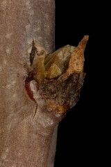 German Myricaria (Myricaria germanica). Lateral Bud Closeup