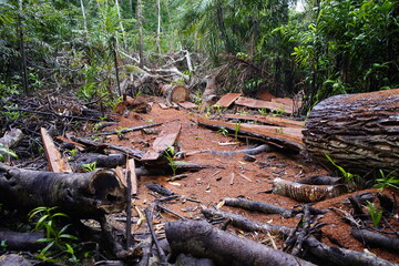 Deforestation Amazon rainforest, near Manaus - Brazil. Photo taken February 12, 2022