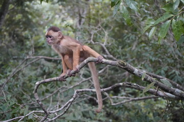 Common squirrel monkey (Saimiri sciureus) Cebidae family. Amazon rainforest, Brazil