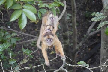 Squirrel monkey with baby  (Saimiri sciureus) Cebidae family. Amazon rainforest, Brazil