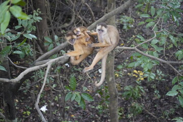 Squirrel monkey with baby  (Saimiri sciureus) Cebidae family. Amazon rainforest, Brazil