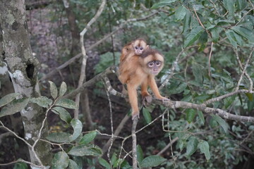 Squirrel monkey with baby  (Saimiri sciureus) Cebidae family. Amazon rainforest, Brazil