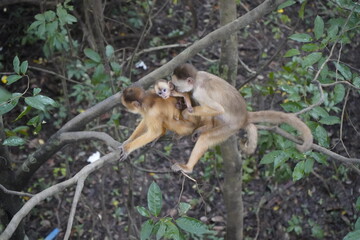 Squirrel monkey with baby  (Saimiri sciureus) Cebidae family. Amazon rainforest, Brazil