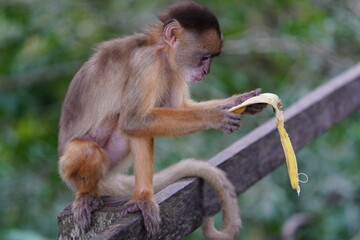Common squirrel monkey (Saimiri sciureus) Cebidae family. Amazon rainforest, Brazil